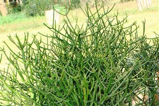  Whorled branching